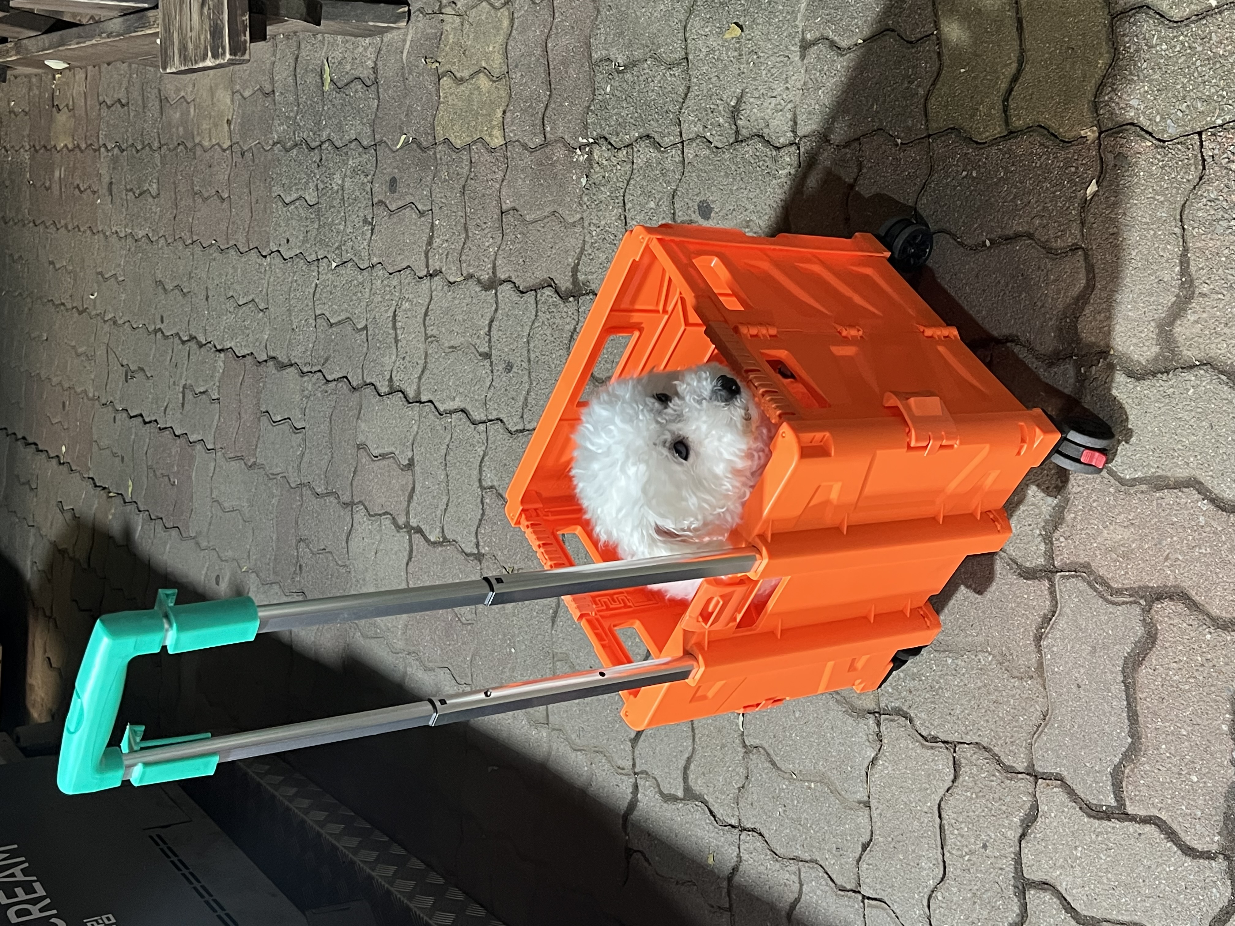 [동키/보령-99] 하남이 생일이 돌아왔어요!