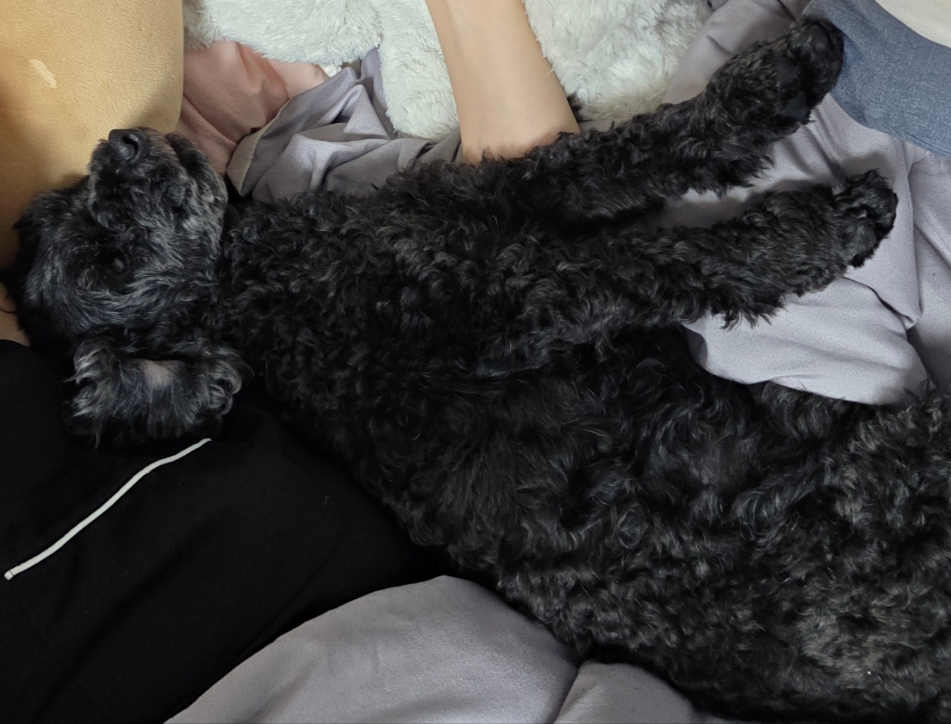 콩이(달튼) 입양 한 달 차