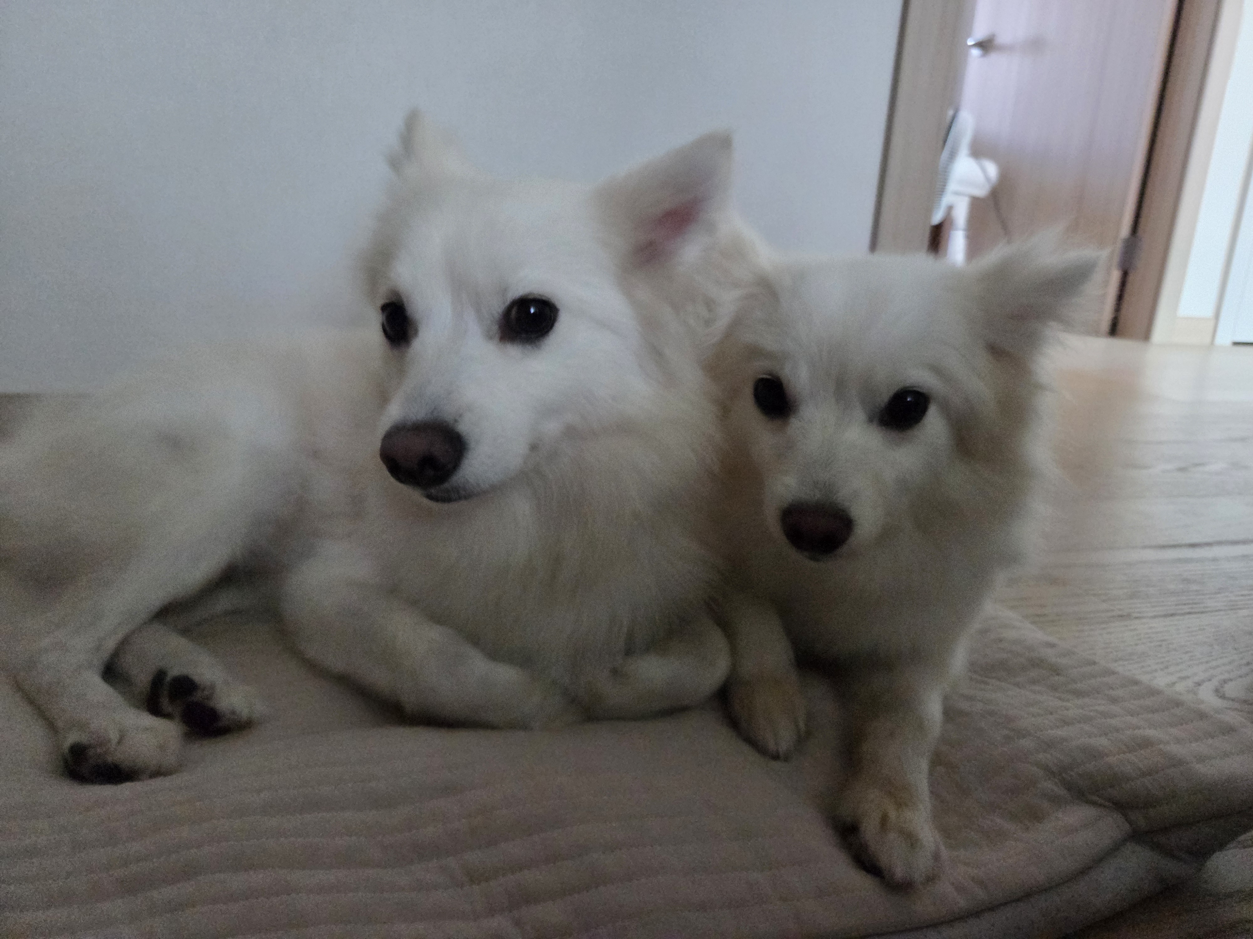 리유 임시보호 한달차 🤍 (다람이 입양 세달차)