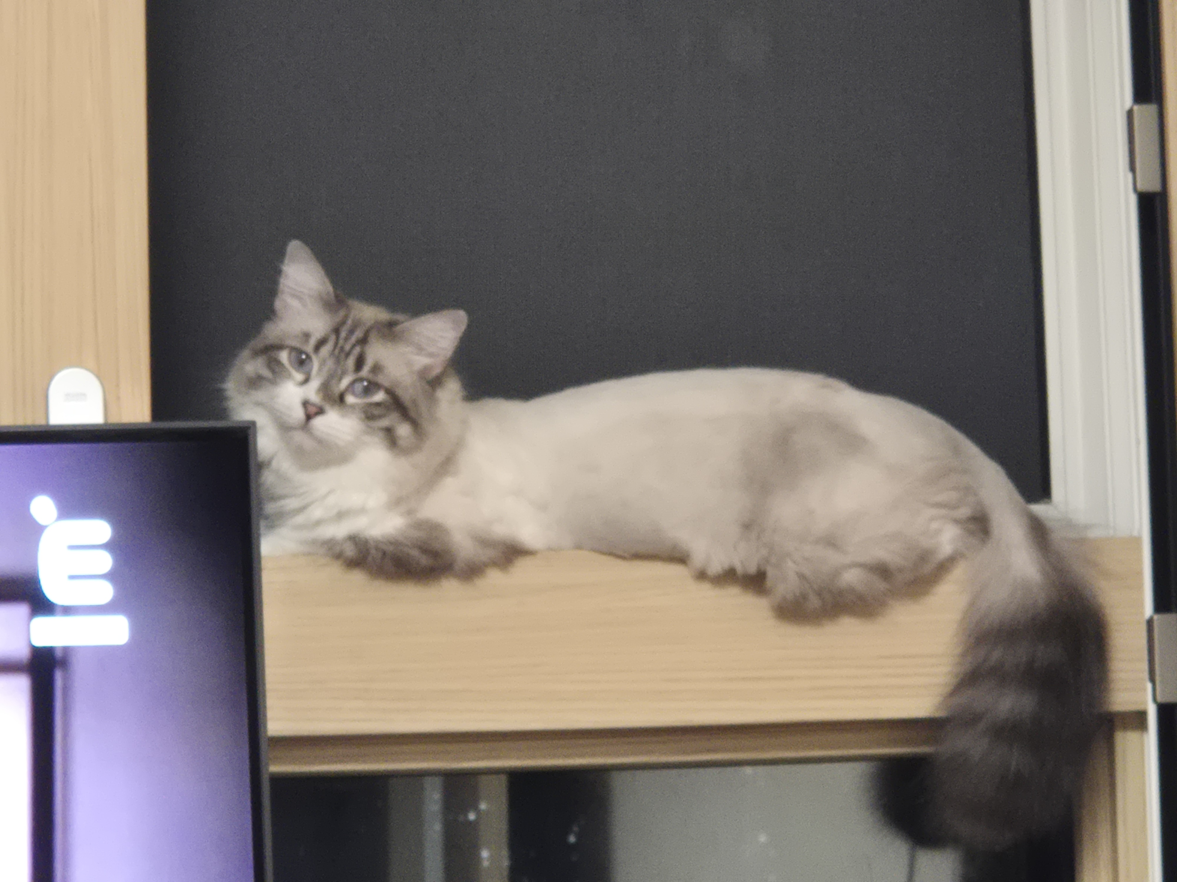 루나 (메리다) 조금 늦은 한달