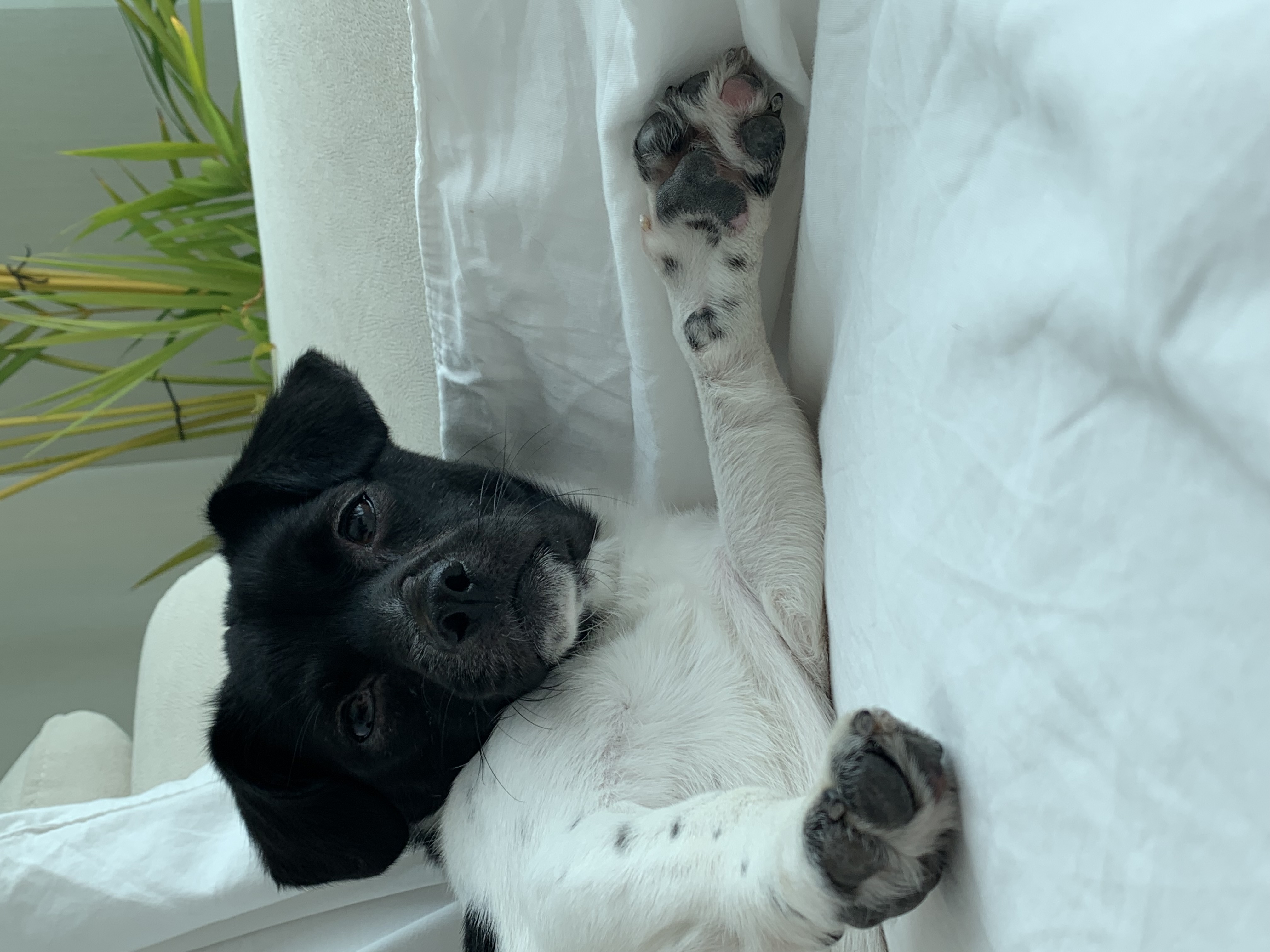 새숨이 입양전제 임시보호 한달차 후기