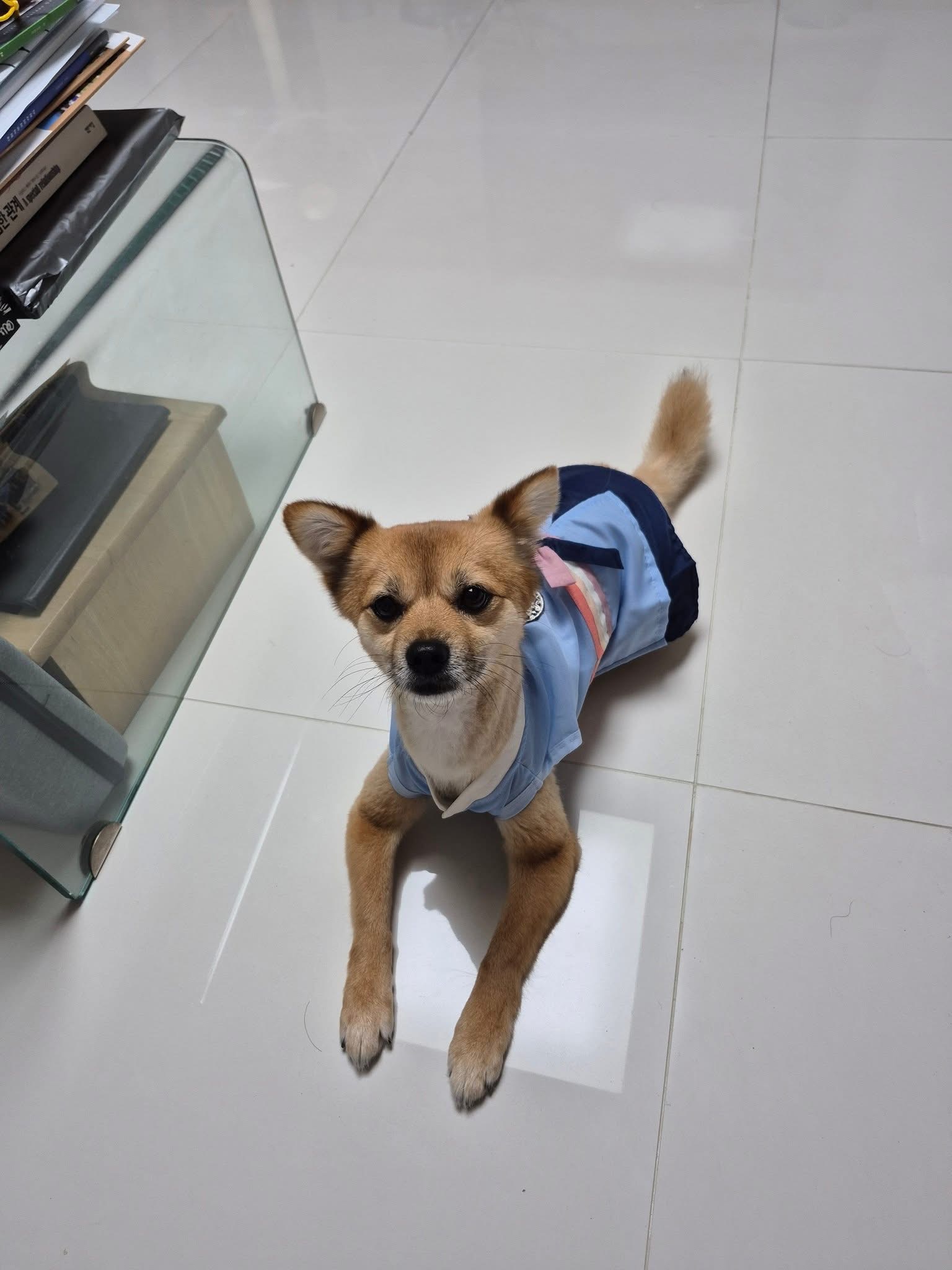 [해외입양] 캐나다 토론토에서 전해온 '달님이' 소식💌