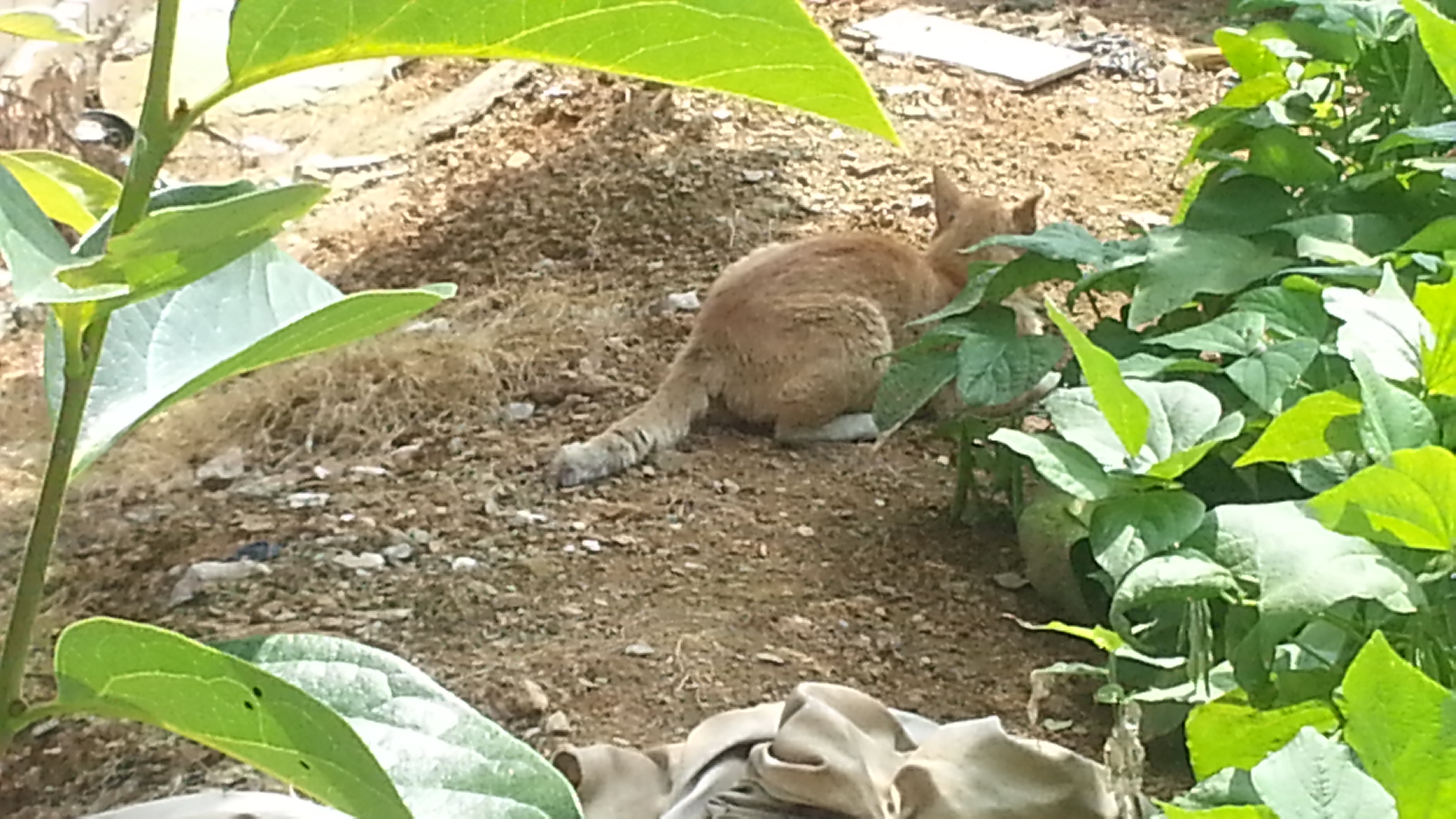 길고양이 학대가 의심됩니다.