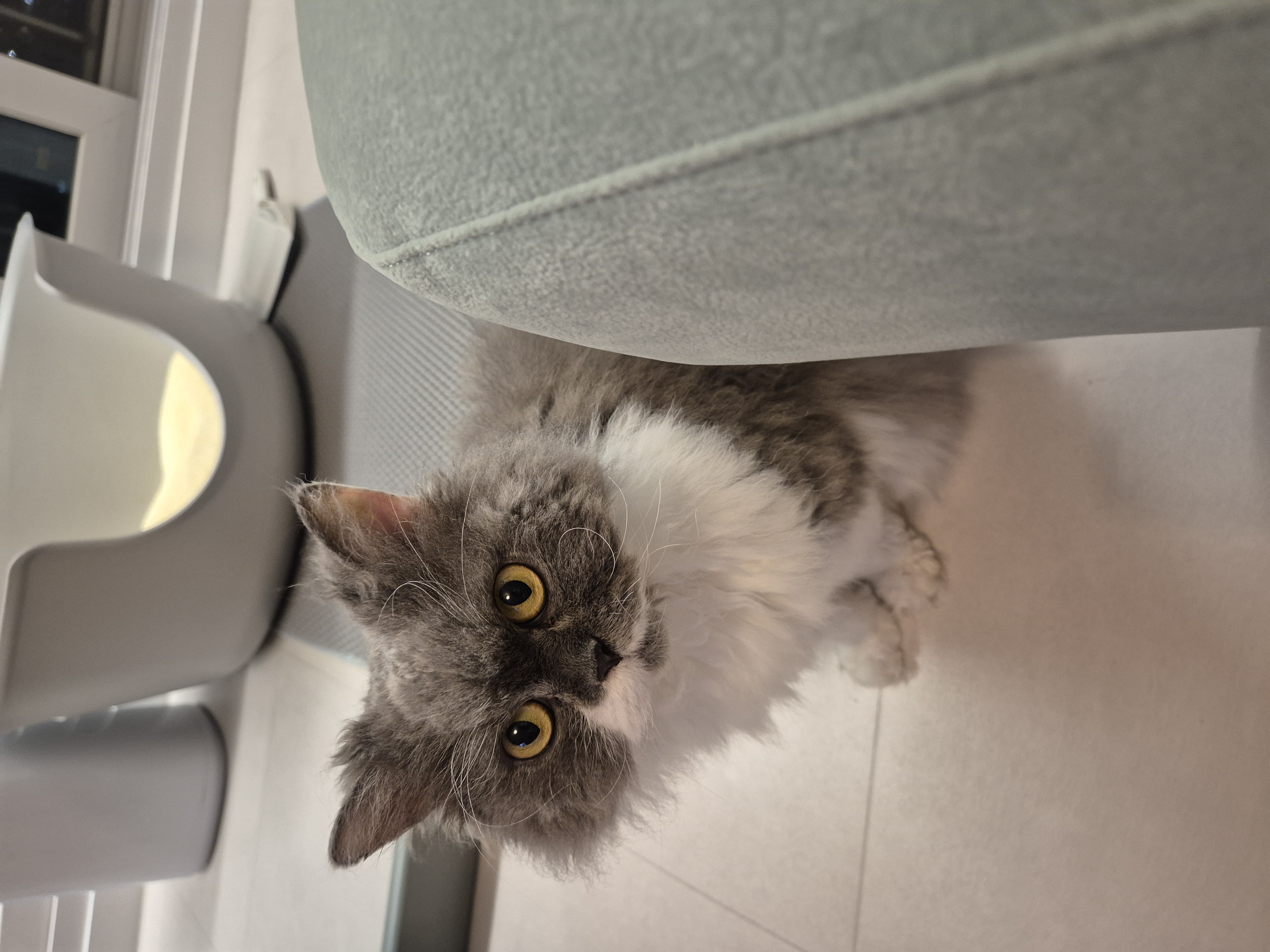 팡이(마포 영순이) 입양 2년차네요~