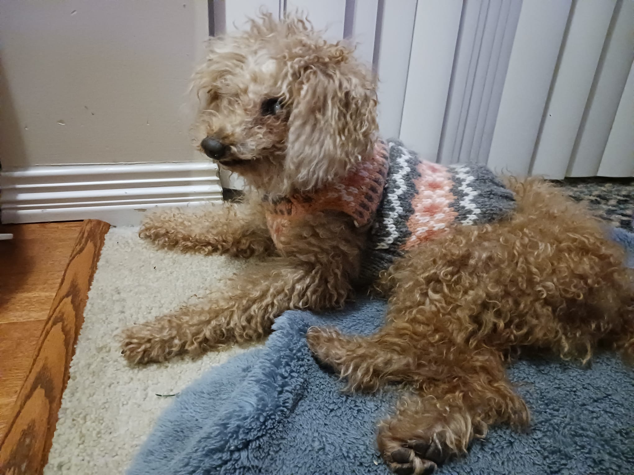 [해외입양] 캐나다 밴쿠버에서 전해온 '배추' 소식💌