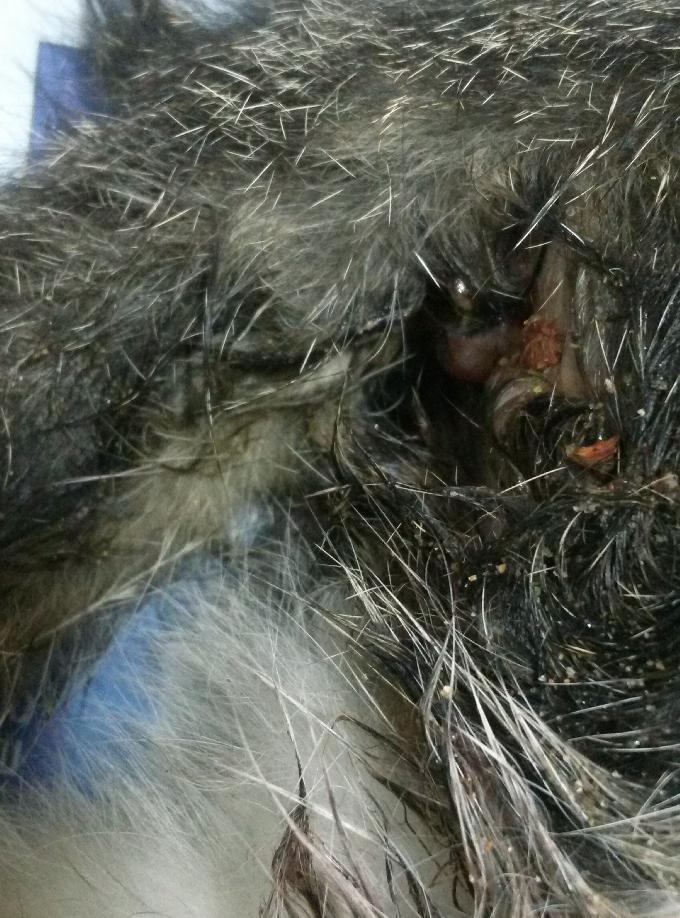 [긴급] 하체 못쓰는 고양이!! (첨가)