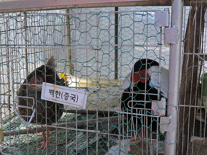마이산 금당사의 공작과 닭들