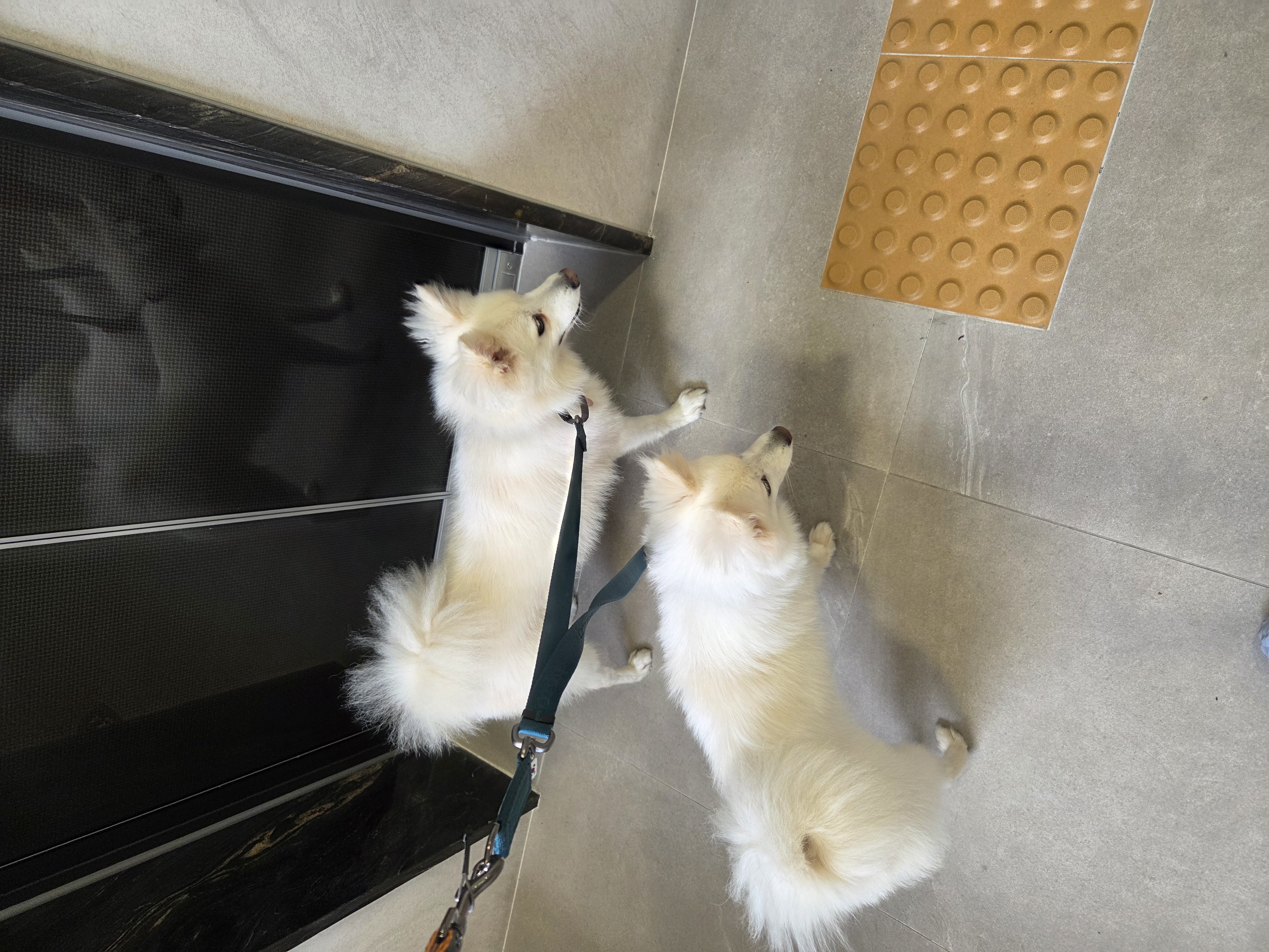 리유 임시보호 한달차 🤍 (다람이 입양 세달차)