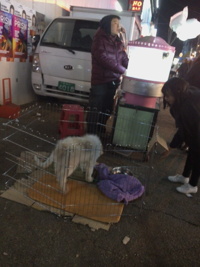 강아지를 이용한 솜사탕팔이