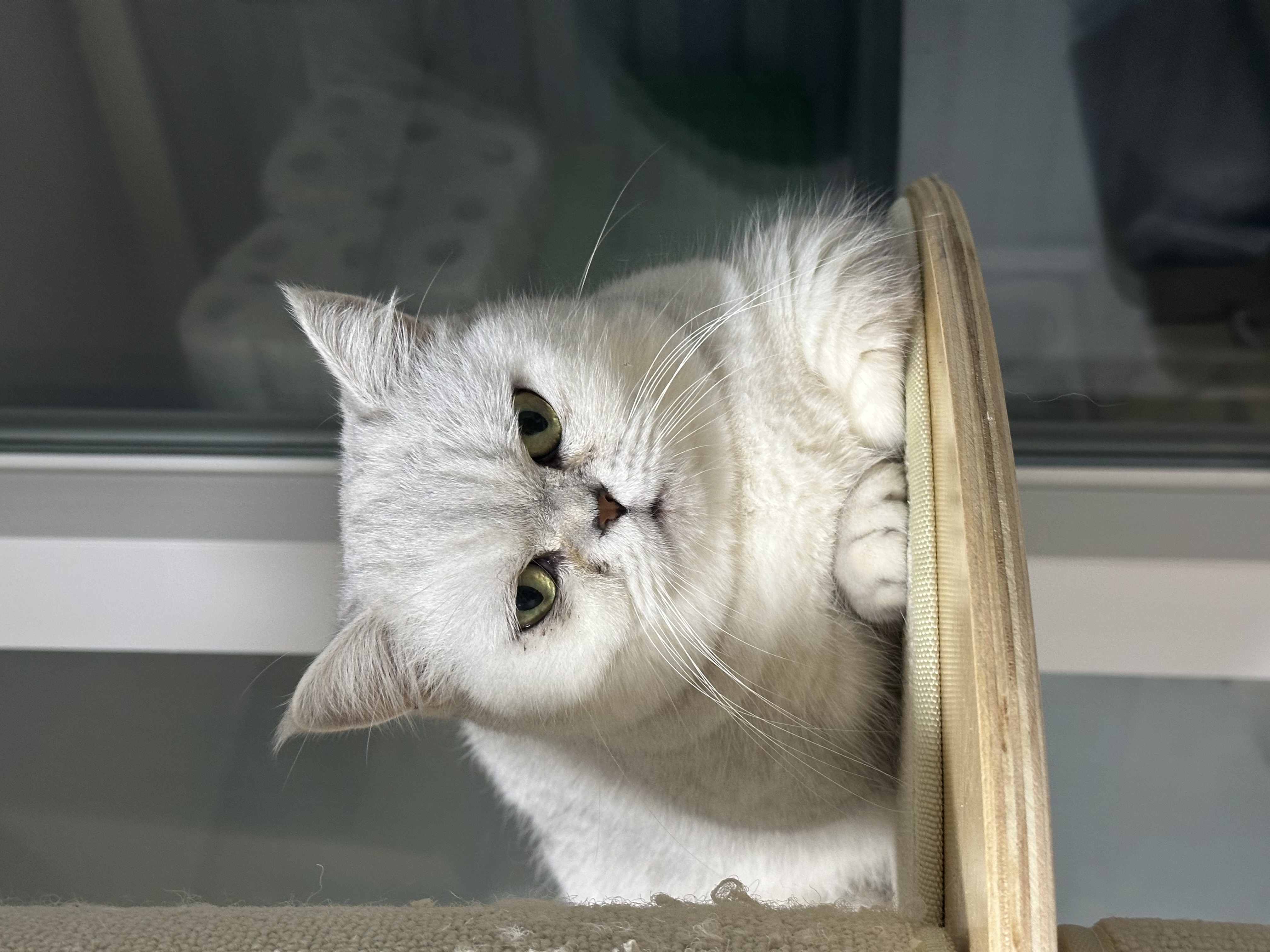 미루 입양 3개월♡