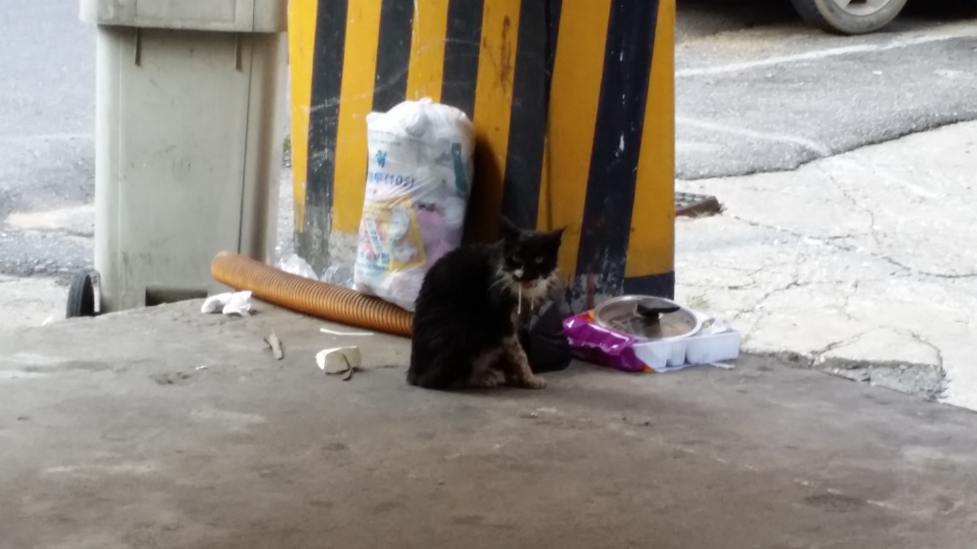 입에서 피와 침을 흘리는 고양이 입니다. 치료가  시급합니다 ㅜㅠ