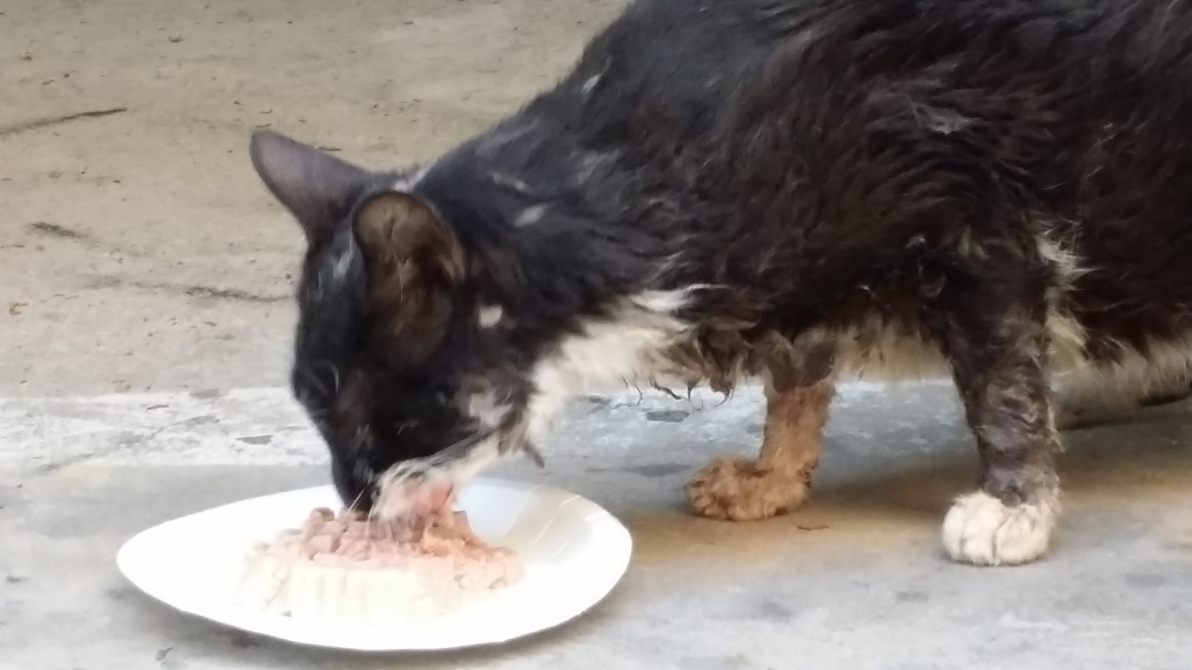입에서 피와 침을 흘리는 고양이 입니다. 치료가  시급합니다 ㅜㅠ