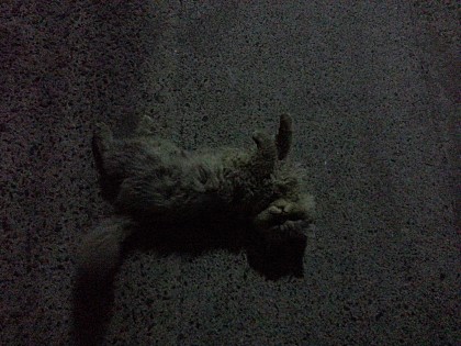 길고양이 싫어하는사람이나  폭력을 쓰는사람을  만났을때  어떻게해야하는지 조언부탁드립니다..