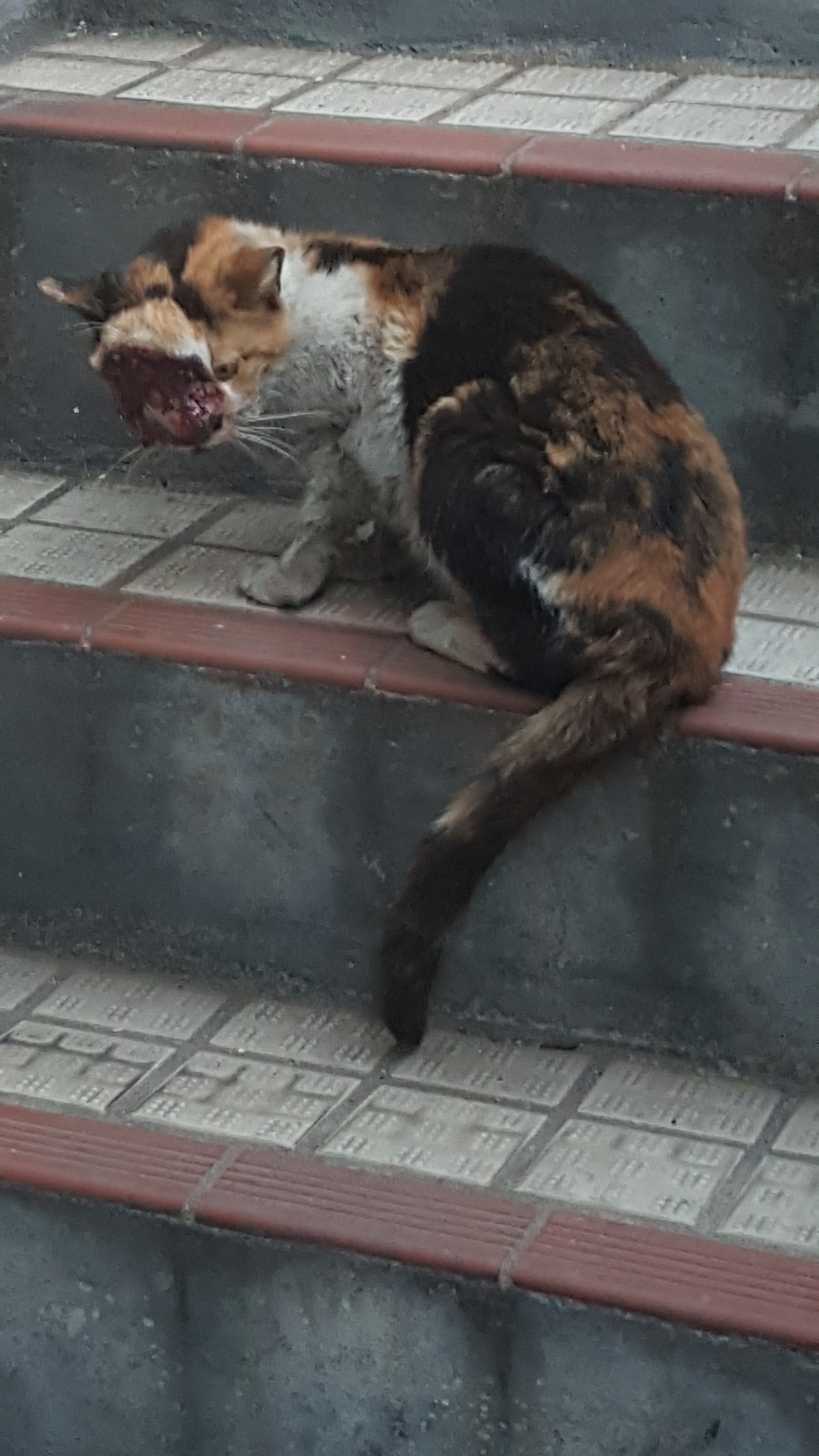얼굴이 없는 고양이 도와주세요