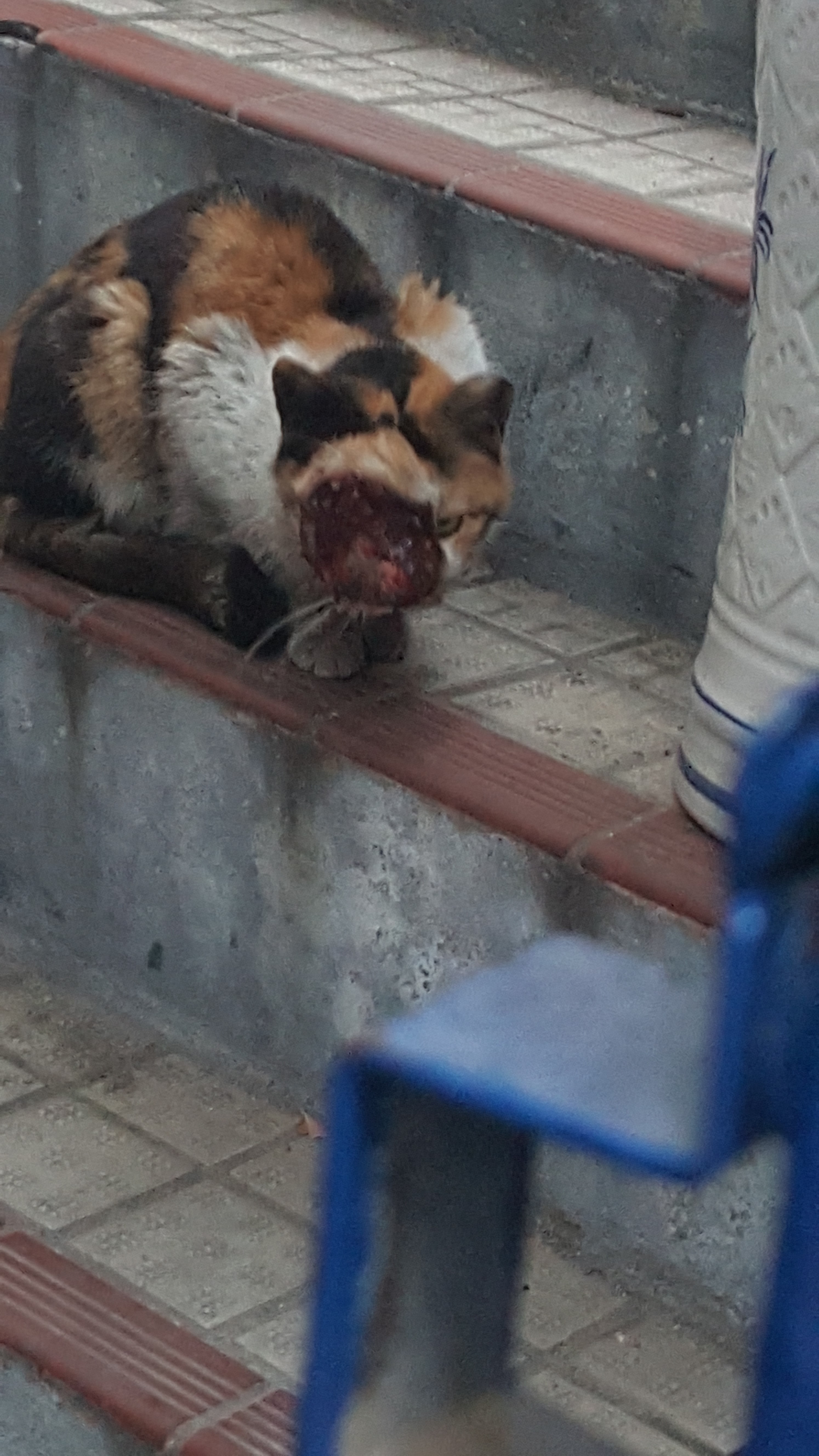 얼굴이 없는 고양이 도와주세요