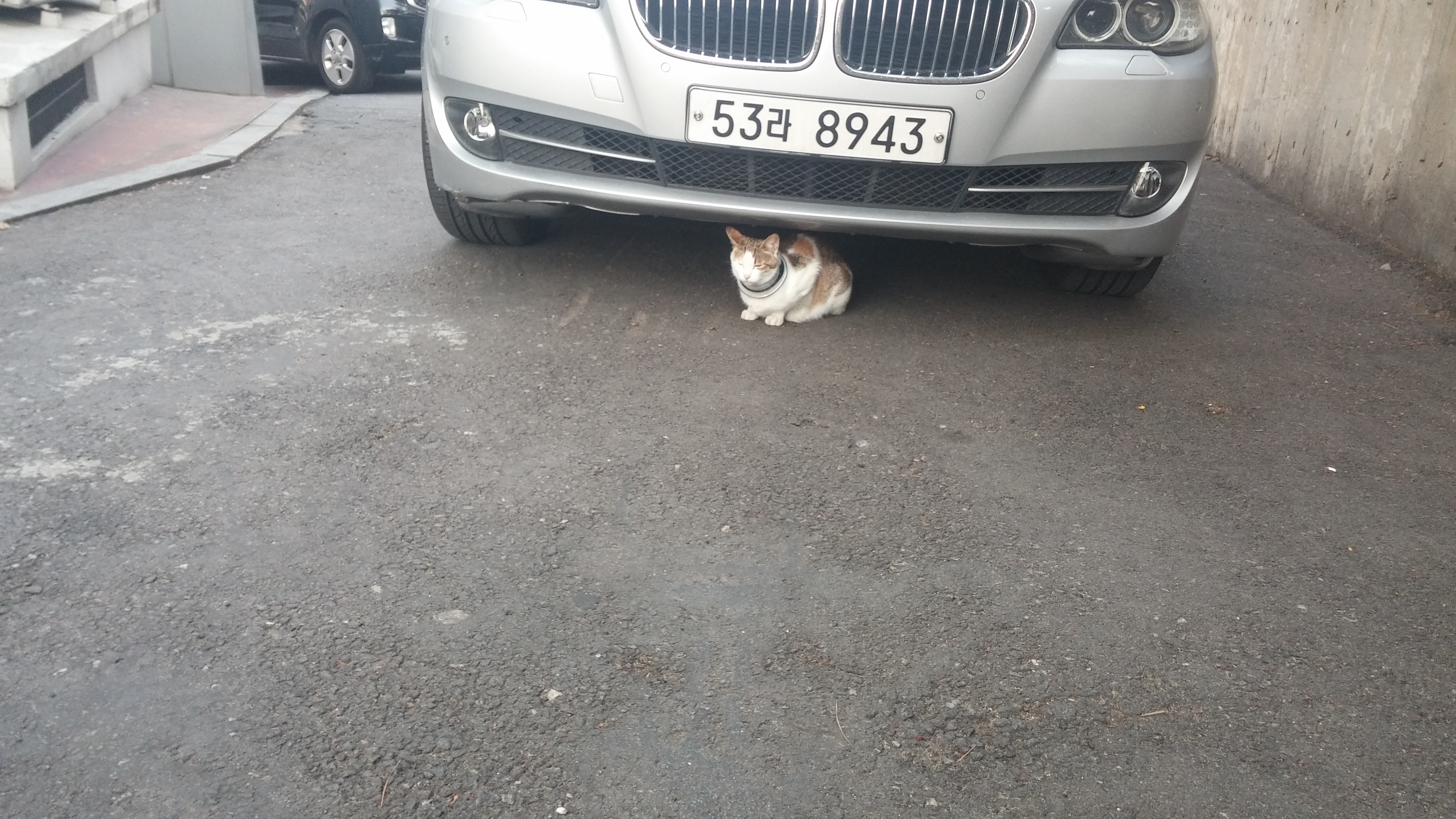 길고양이 목에 링 같은게 끼여있어요 도와줄 수 있을까요?