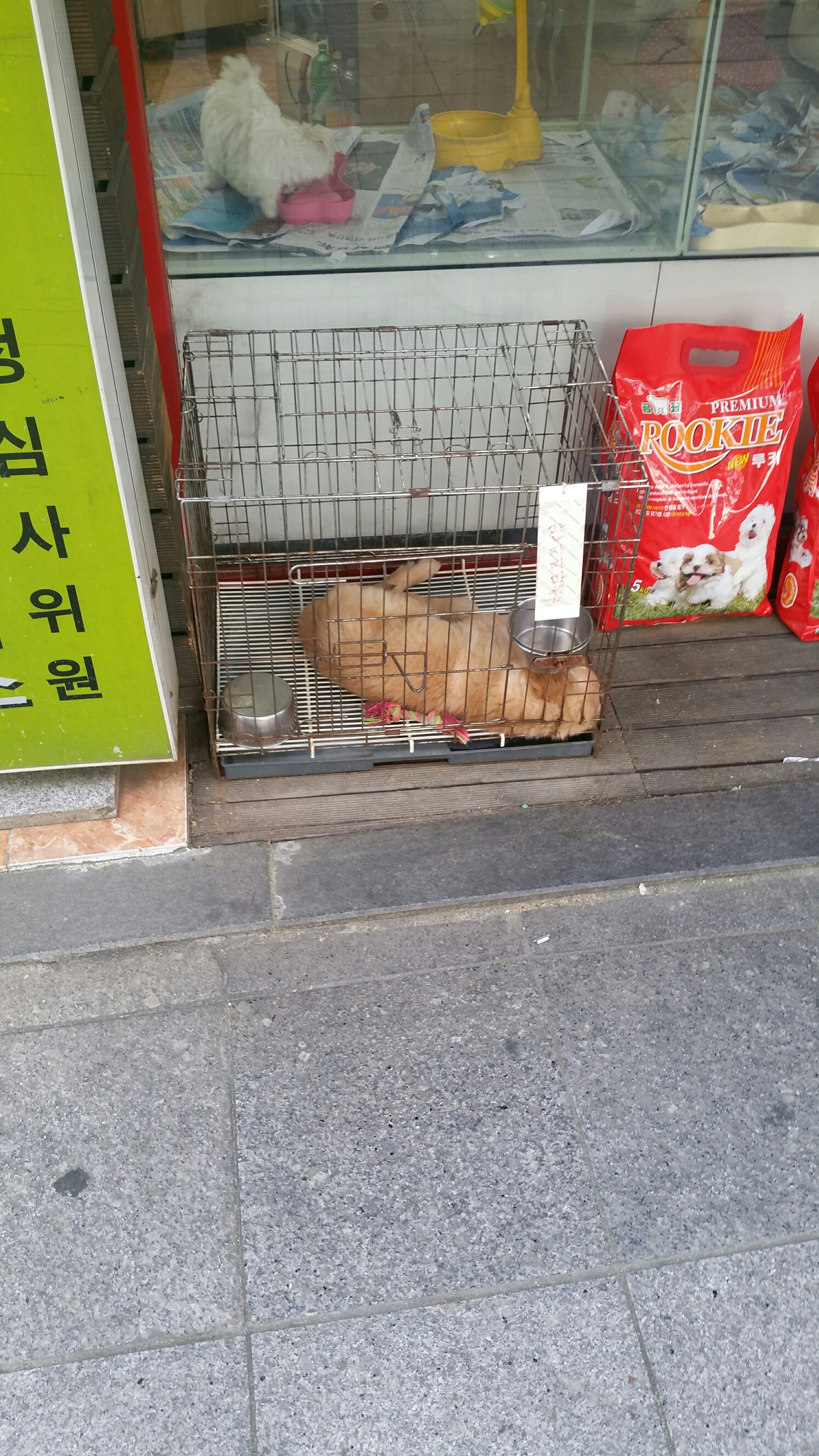 좁은 철창에 큰 강아지를 가둬놓은 업체를 제보합니다