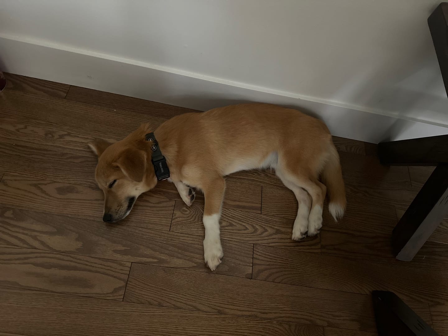 [해외입양] 캐나다 밴쿠버에서 가족을 만난 '모동이'