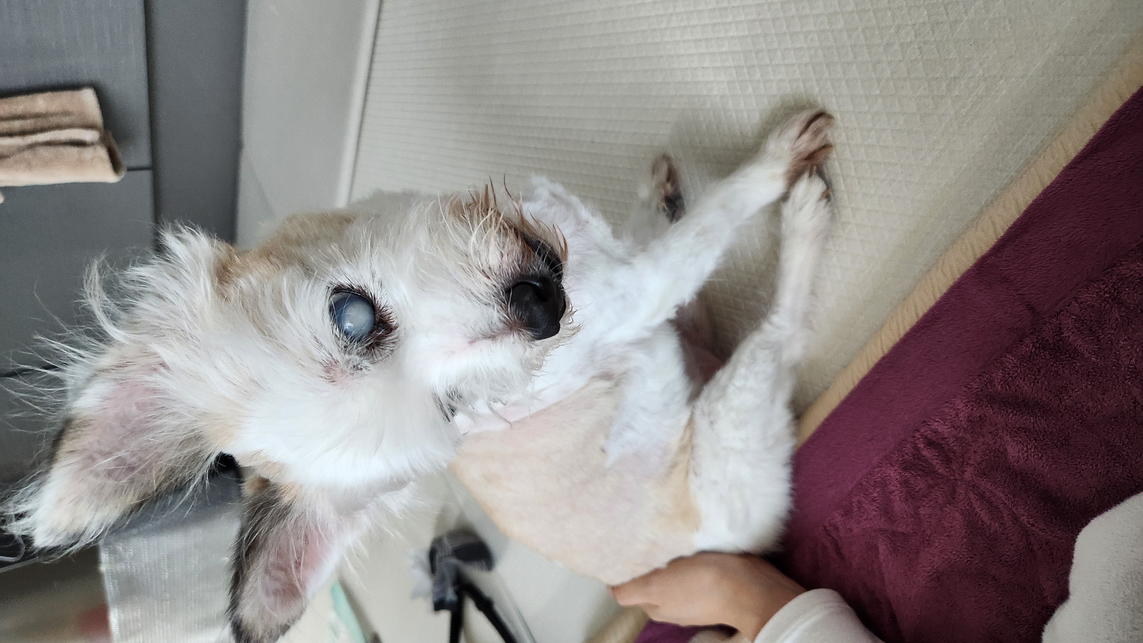 카이를 기억하실까요?