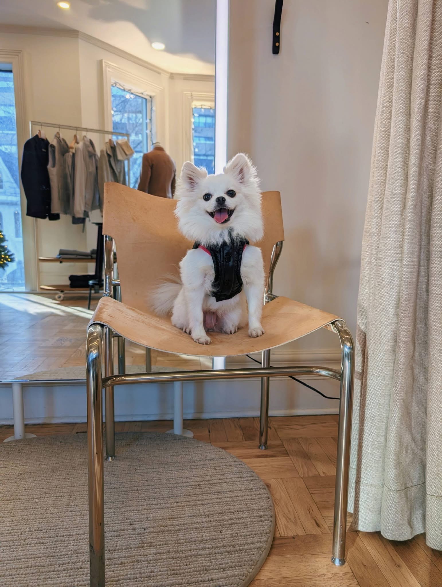 [해외 입양] 캐나다 토론토에서 전해온 '뽀눈이' 소식💌