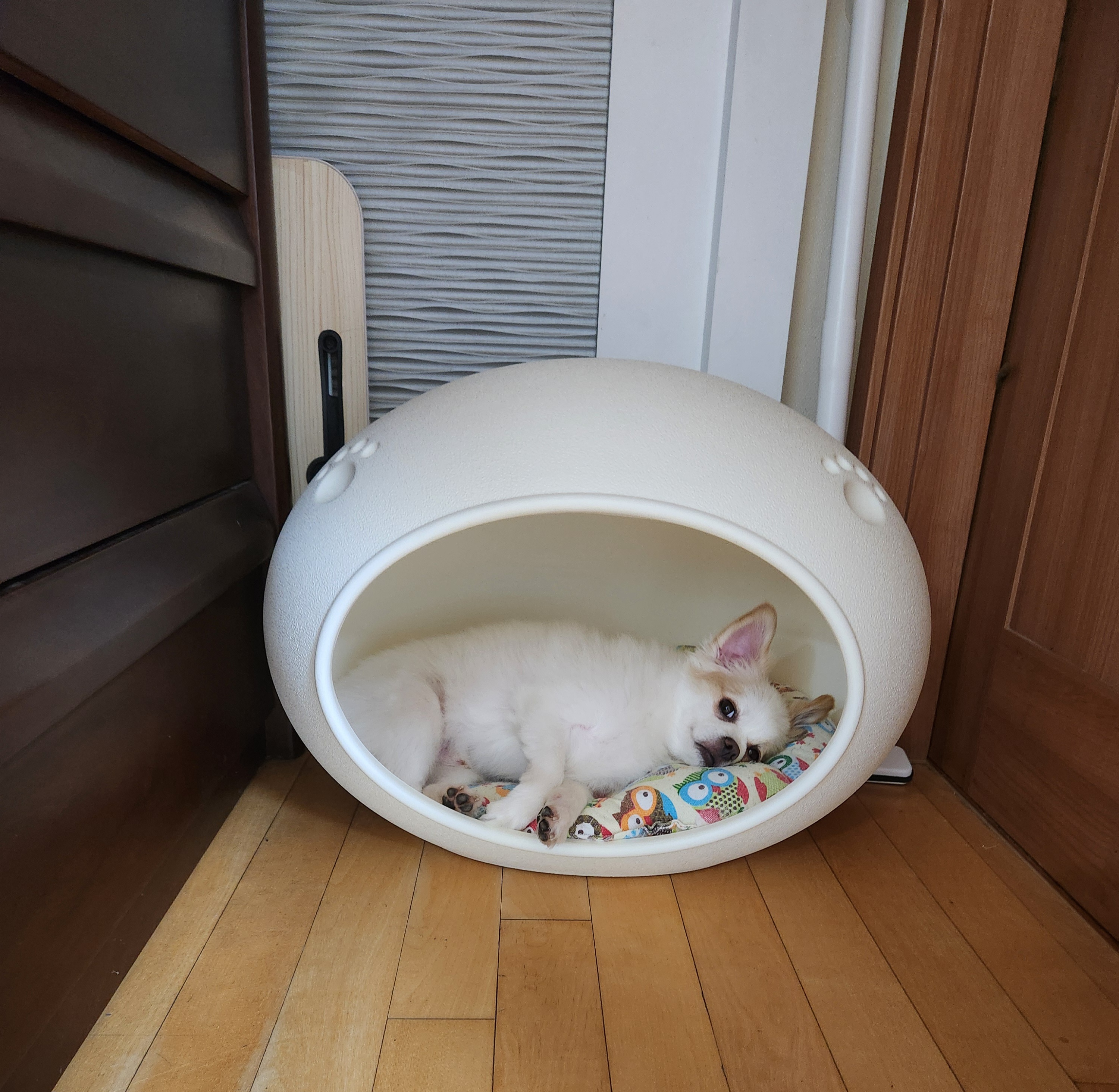 (입양전)투투.(입양후)쭌이