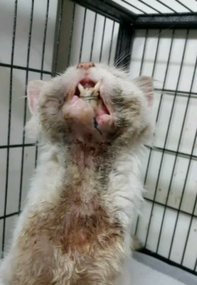 고양이가 많이 다쳤는데 범인 찾을수있게 도와주세요