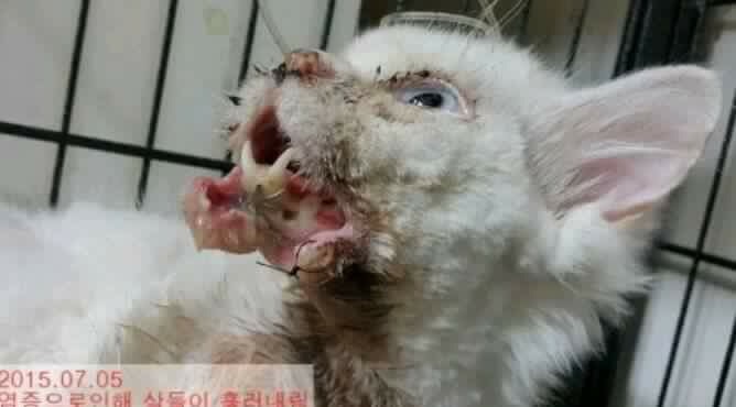 고양이가 많이 다쳤는데 범인 찾을수있게 도와주세요