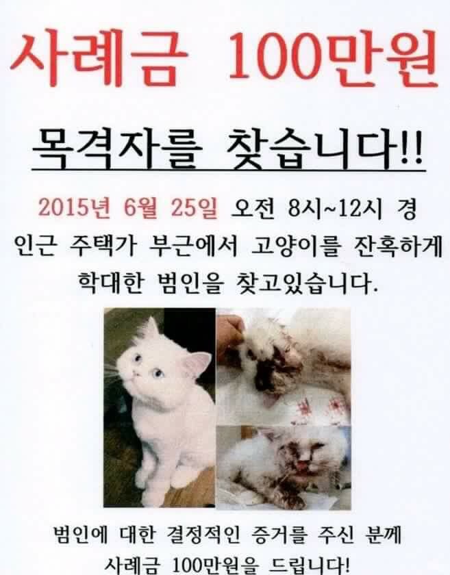 고양이가 많이 다쳤는데 범인 찾을수있게 도와주세요