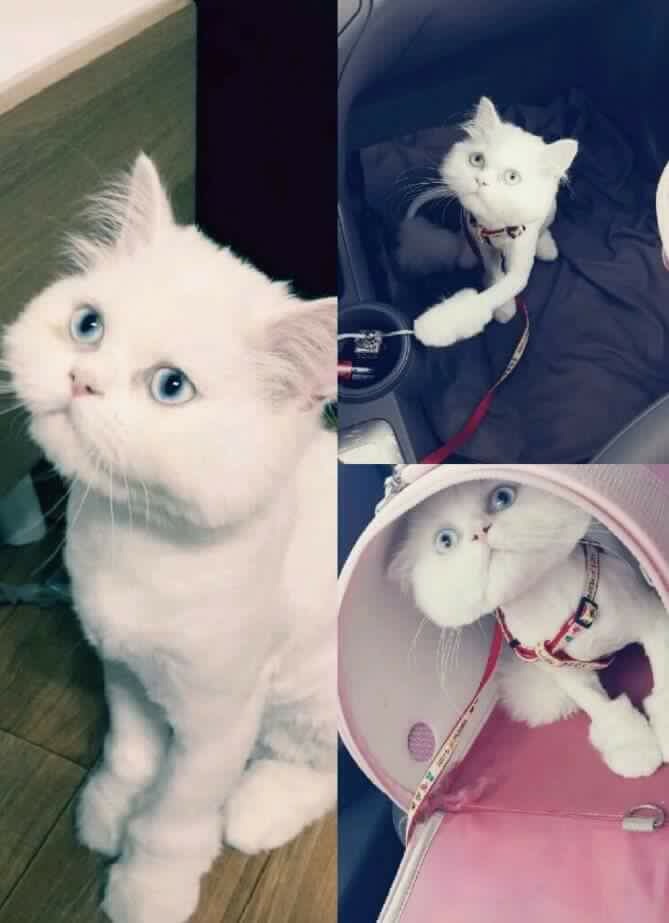 고양이가 많이 다쳤는데 범인 찾을수있게 도와주세요