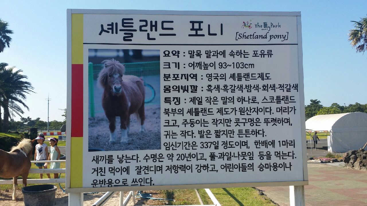 제주 더마파크 조랑말들 