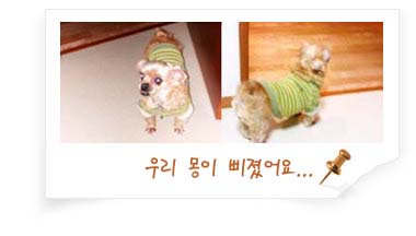 저희 몽이입니다.. 입양 1년 넘었네요.