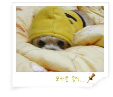 저희 몽이입니다.. 입양 1년 넘었네요.