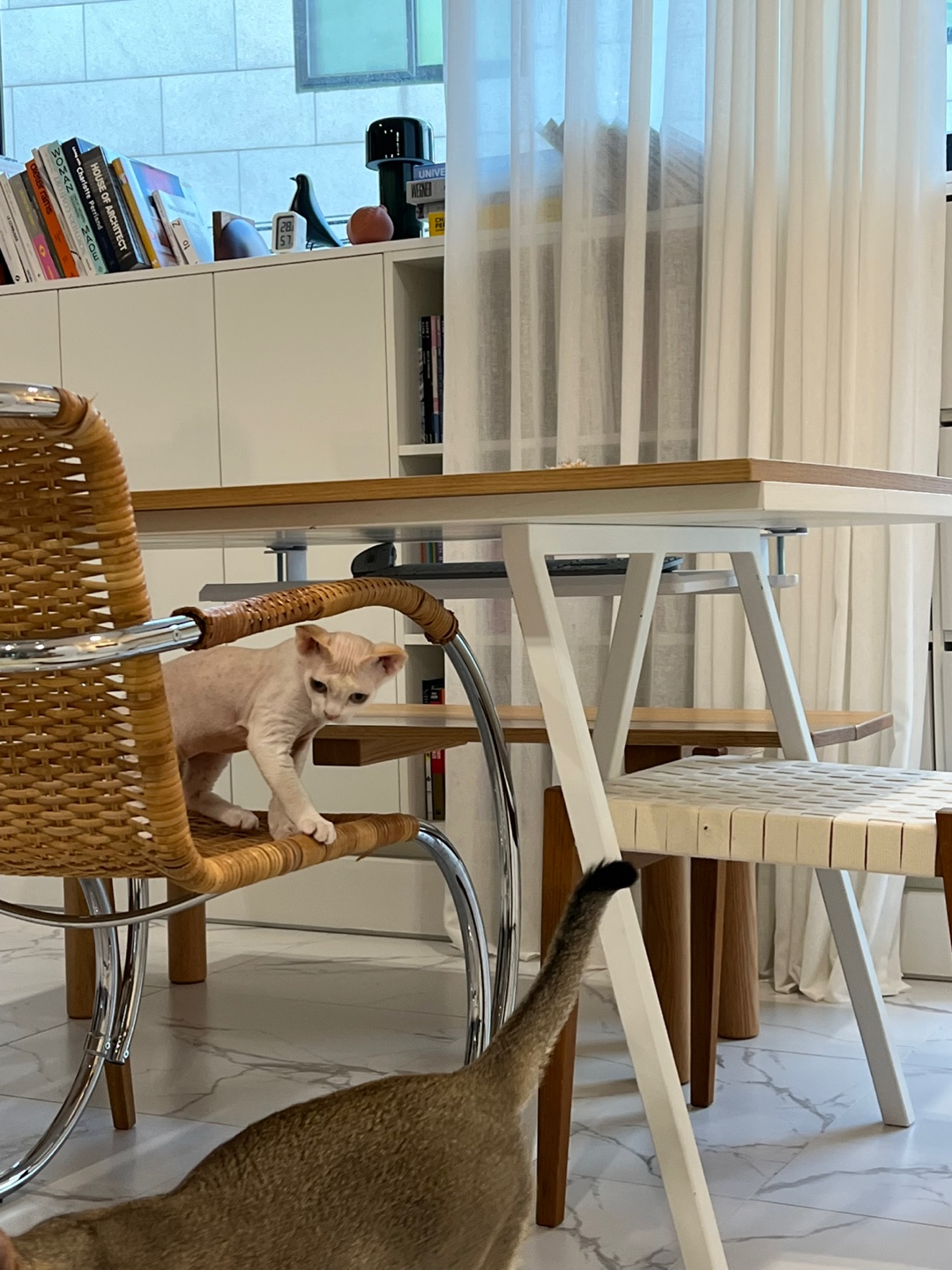 던검이 입양 일주일! 호냥이가 되었어요!