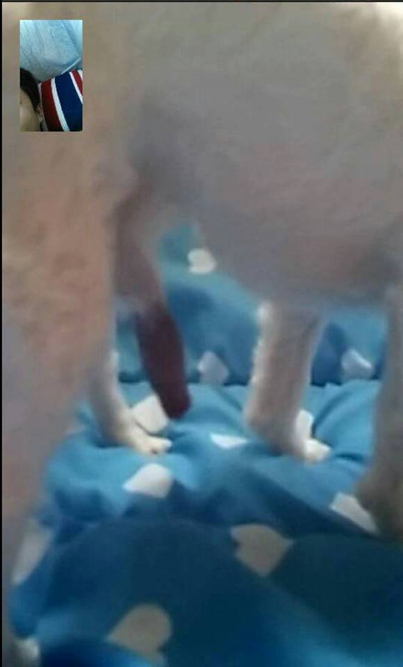 페이스북에 뜬 고양이 성폭행범 신고해요