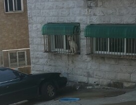 이것도 동물학대아닌가요? 확인부탁드려요