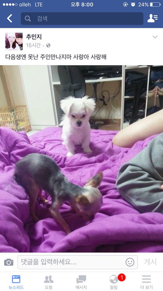 실시간 올라오는 요크셔테리어 던져 사망으로 이르게 한 남자의 처벌 부탁드립니다.