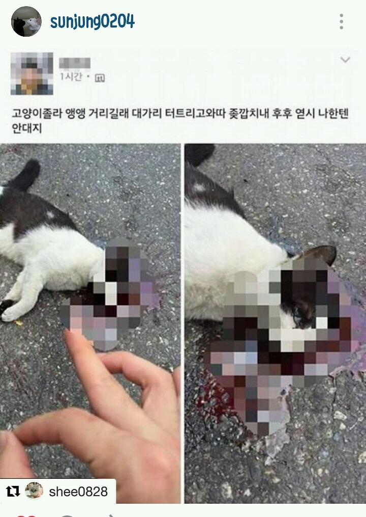 길고양이 학대 신고