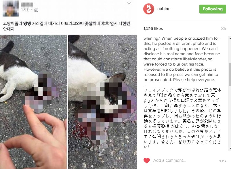 고양이를 죽이고 사진을 찍어 올린 글이 널리 퍼지고 있습니다