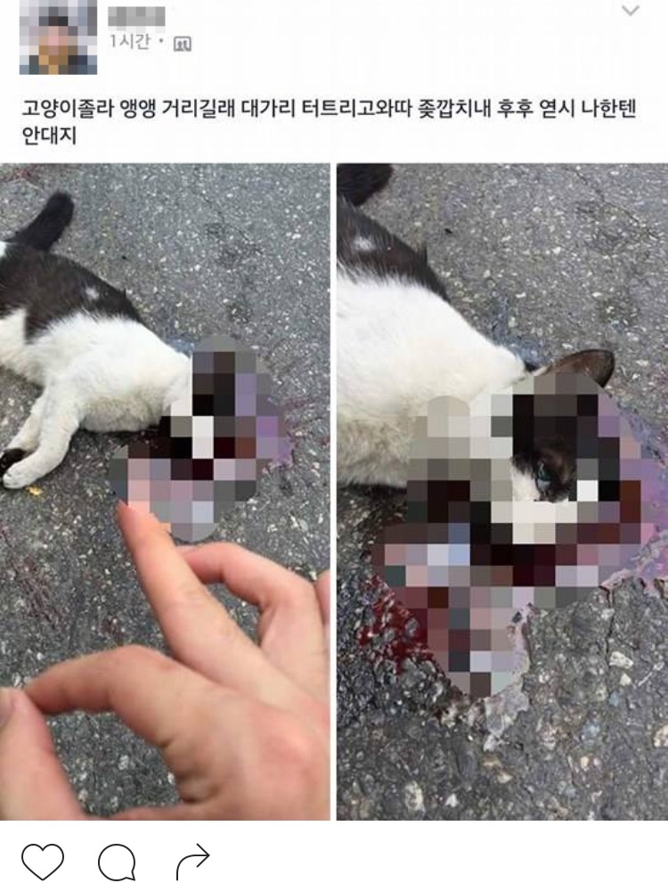 페이스북에 고양이를 무참히 살해후 인증시진을 올린 사건입니다