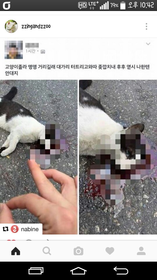페이스북 인스타그램에서 공분을 사고있는 고양이 학대사건 신고합니다.