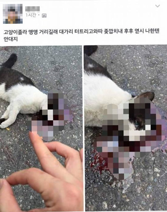 인터넷에 길고양이를 죽이고 페이스북에 인증한 사진이 퍼지고 있습니다