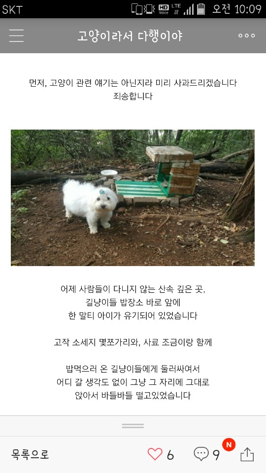 복수찬 말티즈 아이가 유기 되었어요.
