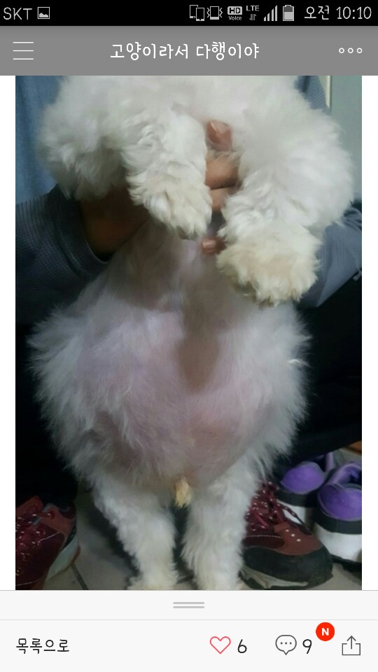 복수찬 말티즈 아이가 유기 되었어요.