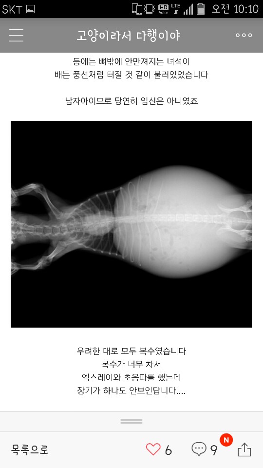복수찬 말티즈 아이가 유기 되었어요.