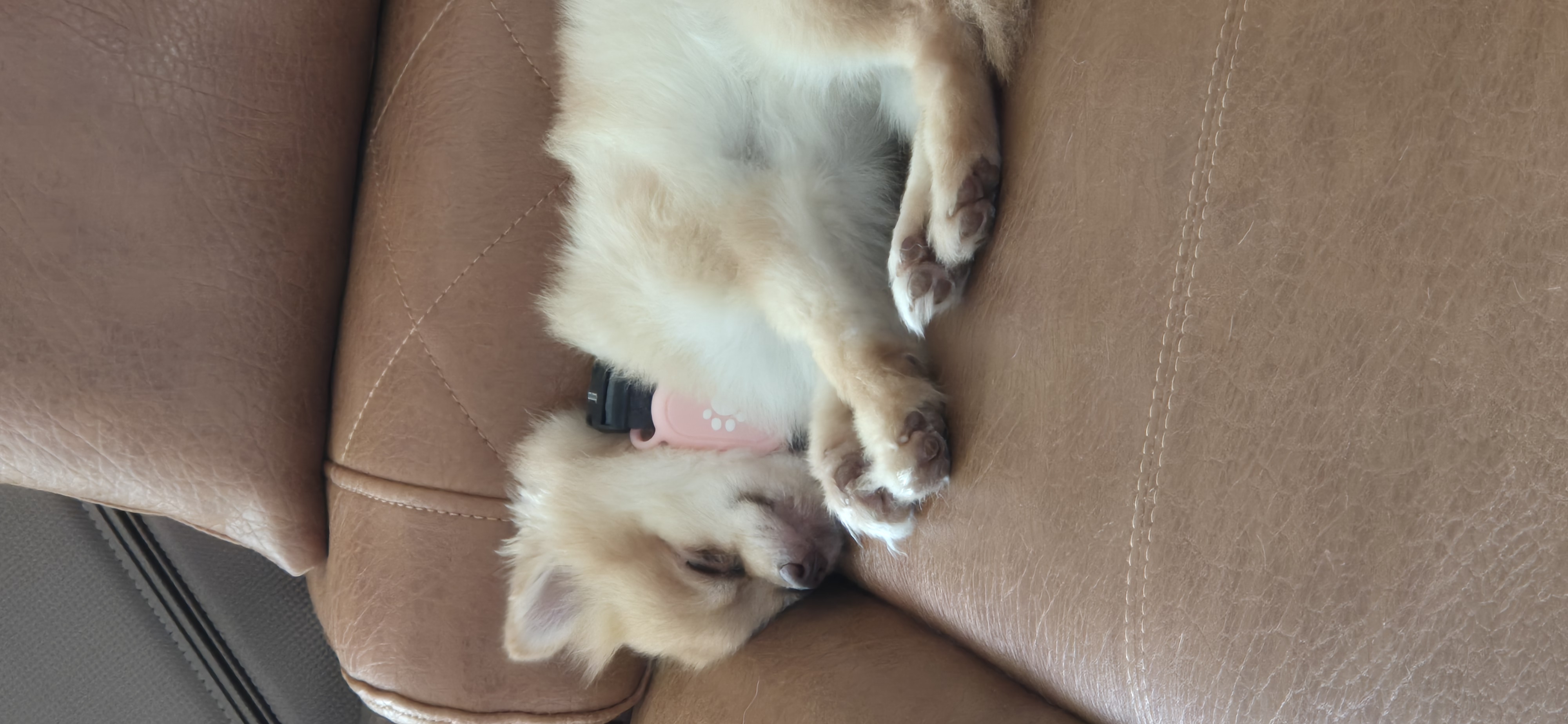 애니 (여우) 입양 한 달 후기