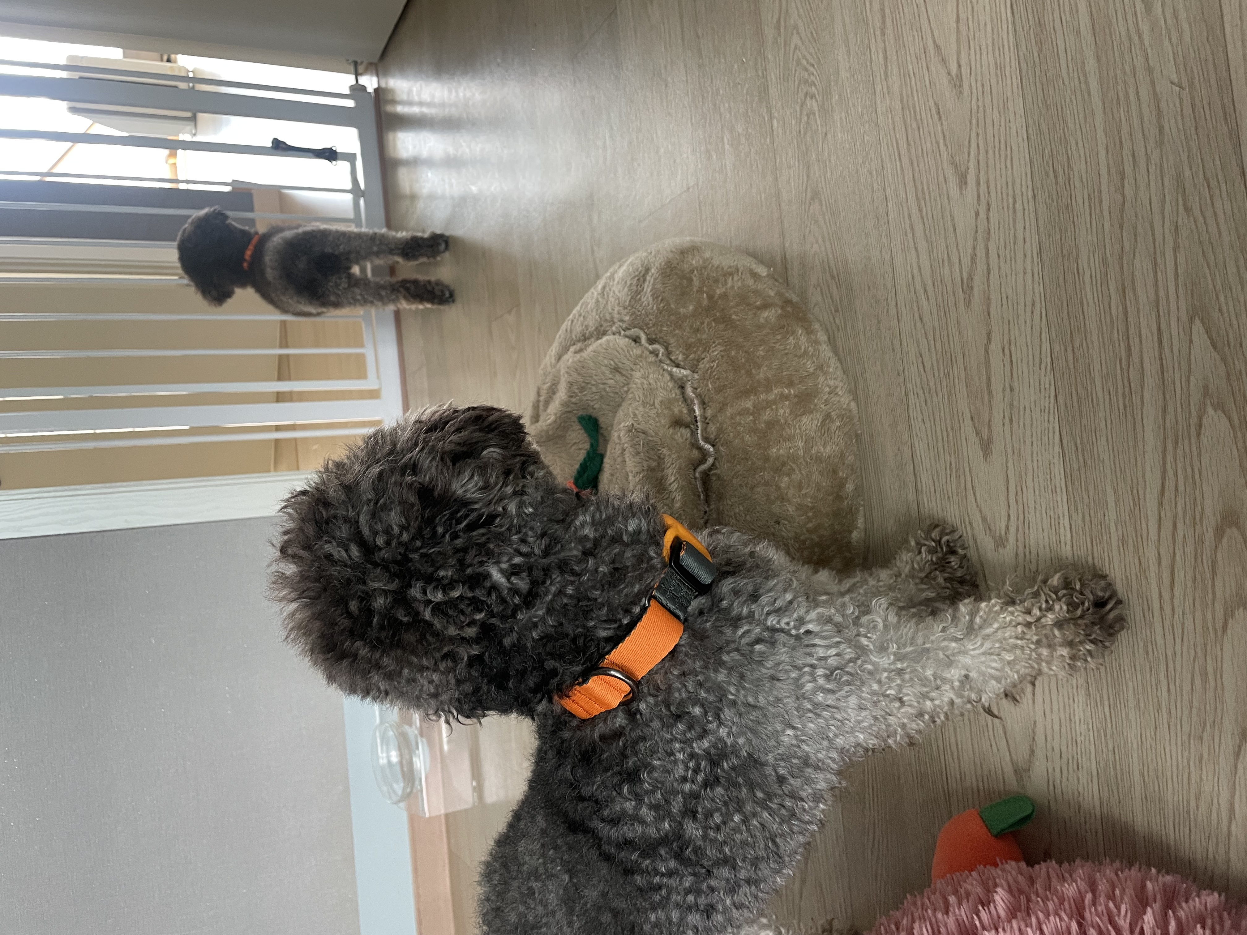 모리 입양 & 모찌 (이전 지그) 임시보호 후기 입니다.