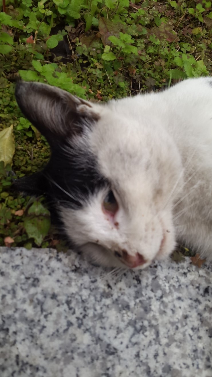 길고양이 연쇄살인사건, 정말 끔찍한 일이 일어났습니다. 새끼고양이들을 구해주세요.
