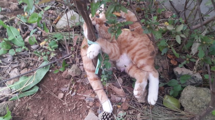 길고양이 연쇄살인사건, 정말 끔찍한 일이 일어났습니다. 새끼고양이들을 구해주세요.