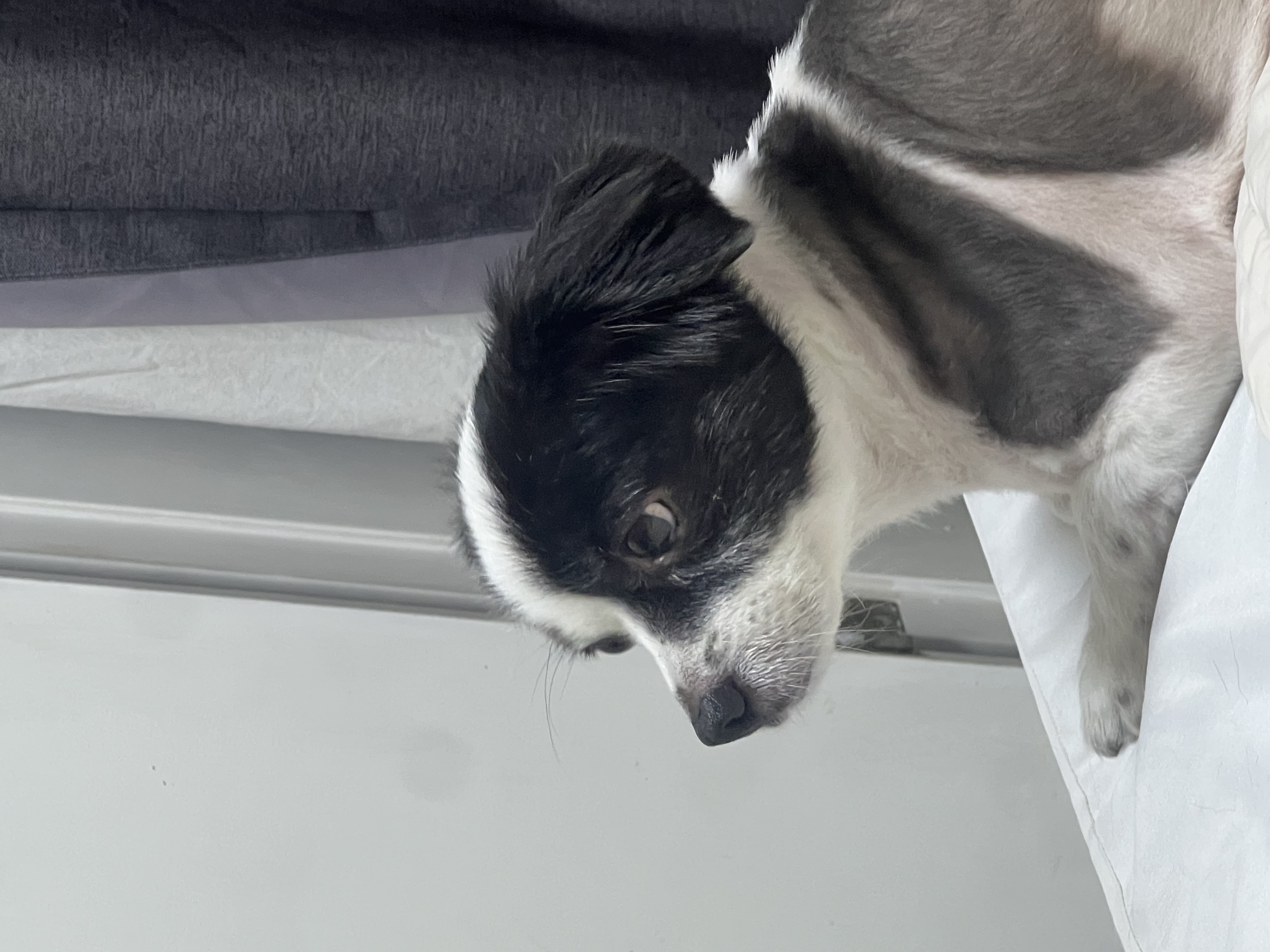 시유(모네)는 잘 지내고 있어용