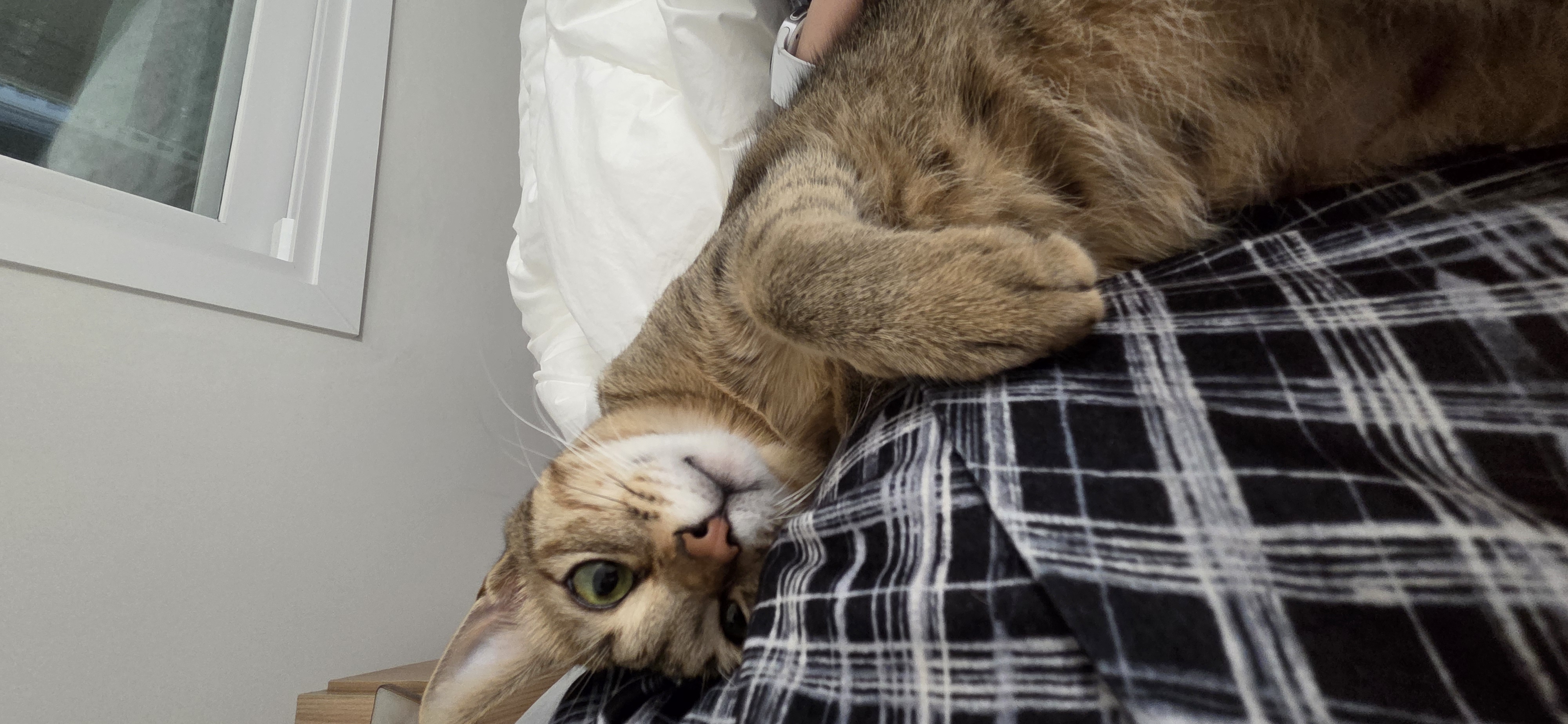 아리(하우) 입양 3달 후기